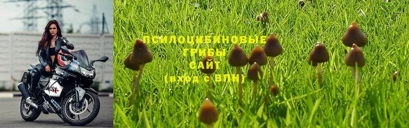 Галлюциногенные грибы Psilocybe  цена наркотик  гидра ТОР  Ногинск 